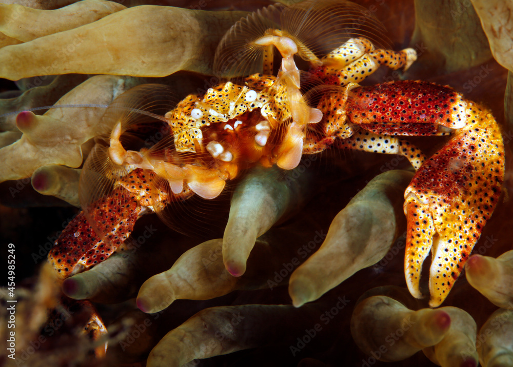 Spotted Porcelain Crab (Neopetrolisthes maculatus) in an Anemone. Tofo, Mozambique Spotted Porcelain Crab (Neopetrolisthes maculatus) in an Anemone. Tofo, Mozambique