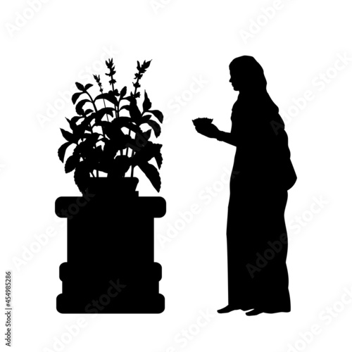 Silhouette Indian woman worship the sacred tulasi tree. Indian culture and religion.
