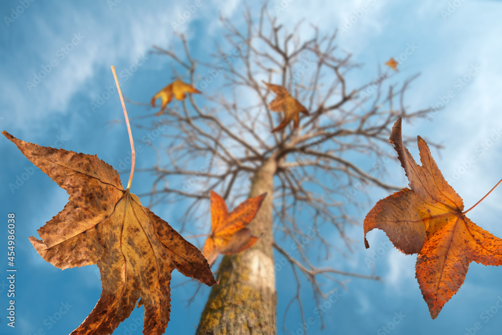 Obraz premium Autumn scene, the falling color leaves of a maple tree, selective focus