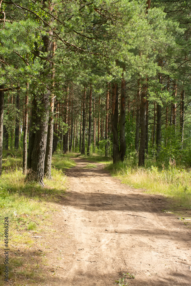 Walk along the road in a pine forest. Walk along the road in a pine forest.