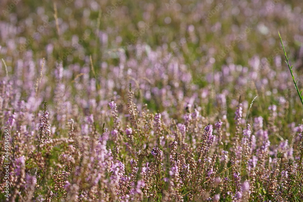 Blühende Heide in einem Naturschutzgebiet im Spätsommer, Ericaceae Blühende Heide in einem Naturschutzgebiet im Spätsommer, Ericaceae