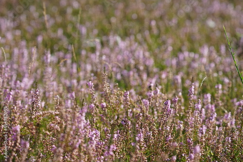 Blühende Heide in einem Naturschutzgebiet im Spätsommer, Ericaceae