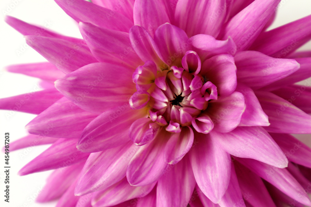 Pastel needle-shaped dahlia close-up on a light background, side view
