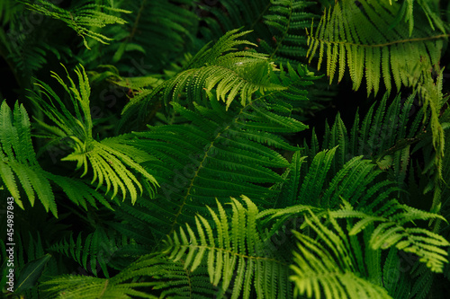 Fototapeta Naklejka Na Ścianę i Meble -  green bright fern leaves background