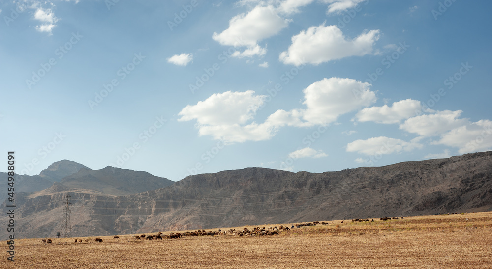 harvested wheat field A flock of sheep being feed and the mountain in background in iran