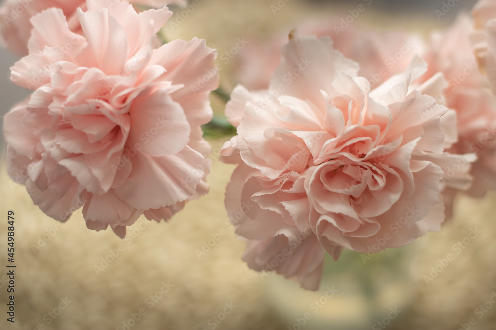 Carnations Carnations
