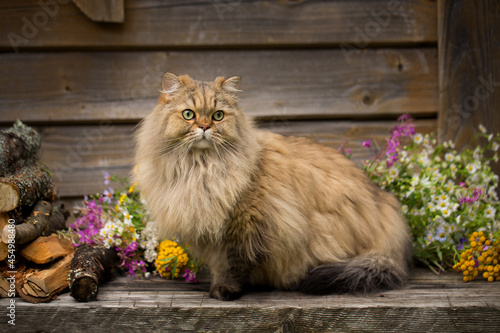 Furry longhair cat portrait on a wooden table with flowers, rustic style, outdoors.