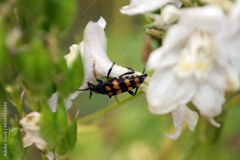 striped beetle in a white flower striped beetle in a white flower