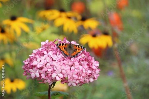 The little fox (Aglais urticae, syn .: Nymphalis urticae) on a hydrangea flower, yellow coneflower in the background