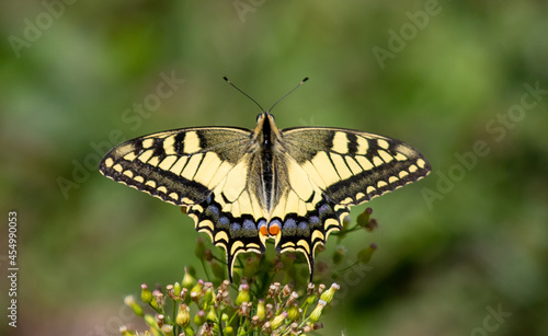 a Swallowtail butterfly on a plant
