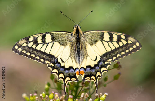 a Swallowtail butterfly on a plant © sebi_2569