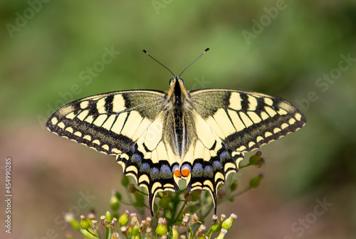 a Swallowtail butterfly on a plant