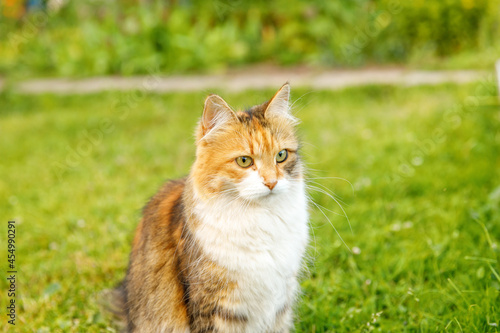 Arrogant short-haired domestic funny tabby cat sneaks through fresh green grass meadow background. Kitten walks outdoors in garden backyard on summer day. Pet care health and animals concept.
