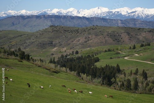 Crazy Mountains and Sheep Mountain with horses in the foreground in spring Montana