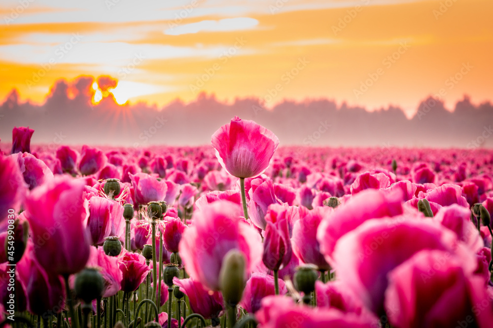 sunrise in the tulip field