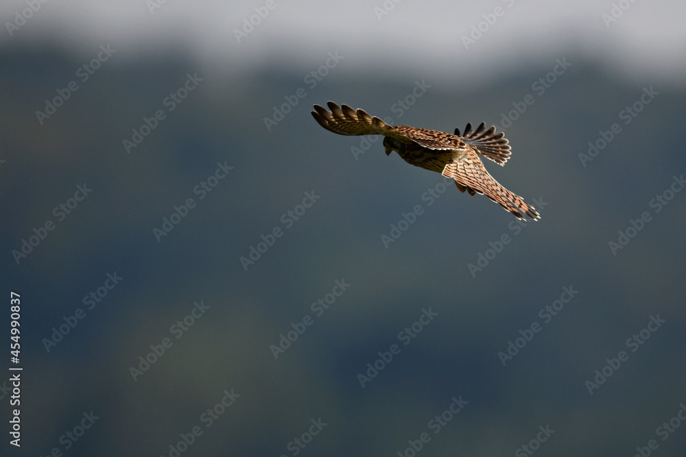 Turmfalke // Common kestrel (Falco tinnunculus)