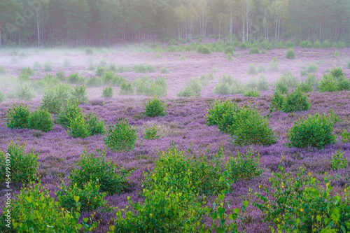 Fototapeta samoprzylepna Duże wrzosowisko w porannej mgle