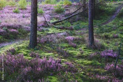 Fototapeta samoprzylepna Piękne wrzosy w Polskim lesie