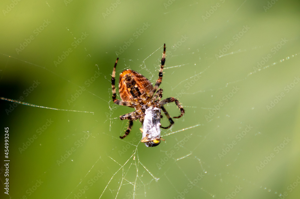 a spider Araneus diadematus eating prey on the canvas a spider Araneus diadematus eating prey on the canvas