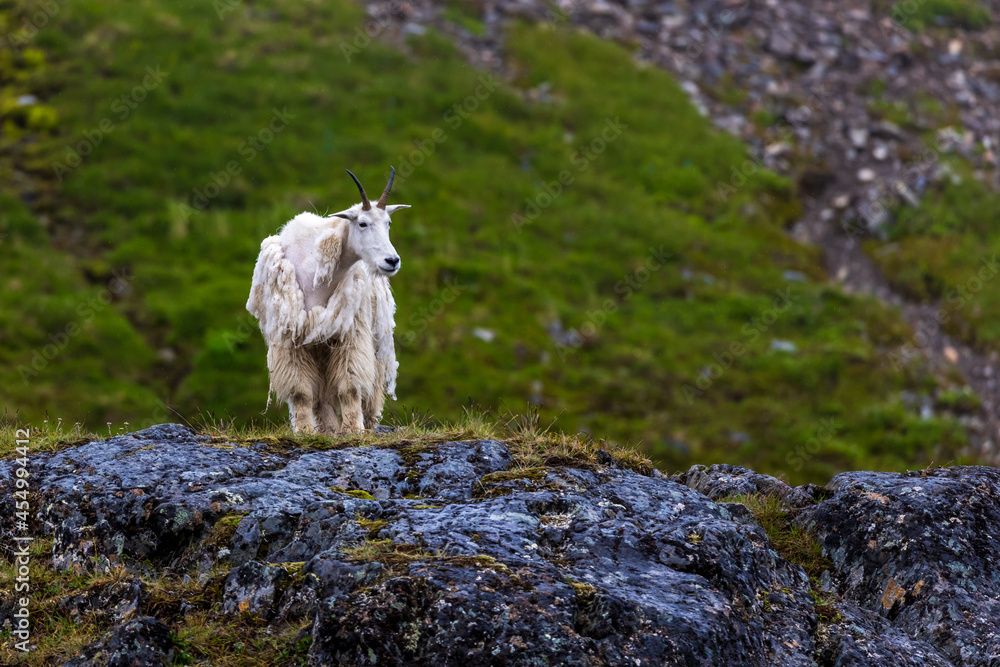 Wild mountain goat standing guard on a rock ledge in the alpine tundra ...