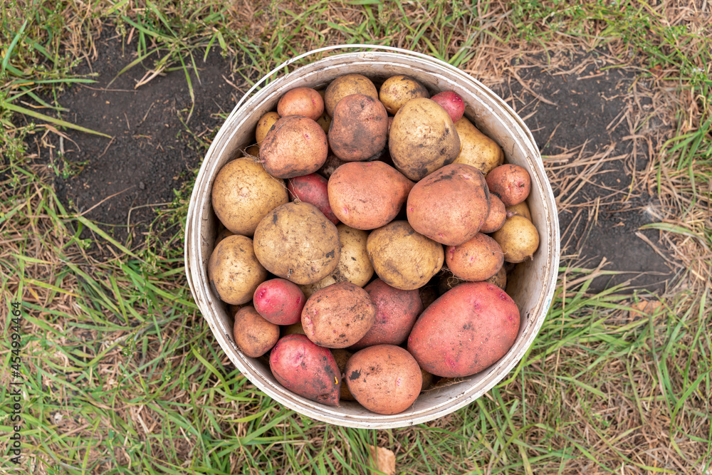 Bucket full of potatoes. Fresh harvest Bucket full of potatoes. Fresh harvest