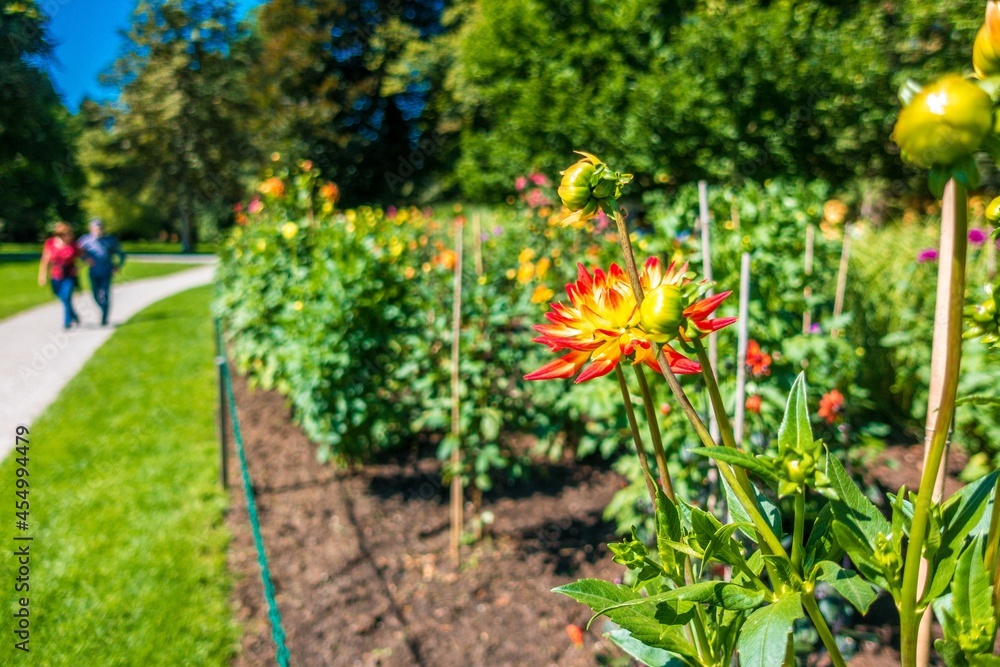 flowers in the garden of hellbrunn salzburg
