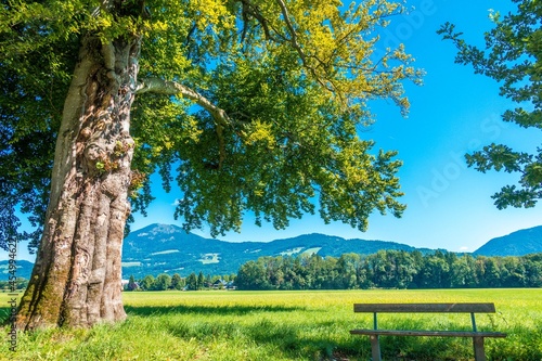 tree in alley Hellbrunner Allee Blickrichtung Gaisberg photo