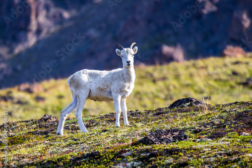 Wild juvenile dall sheep walking on the alpine tundra of the Chugach mountains in Alaska. 