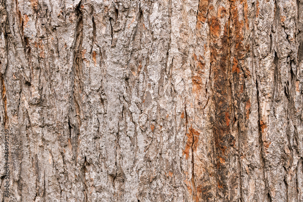 Bark of mature hardwood tree. Background. Bark of mature hardwood tree. Background.