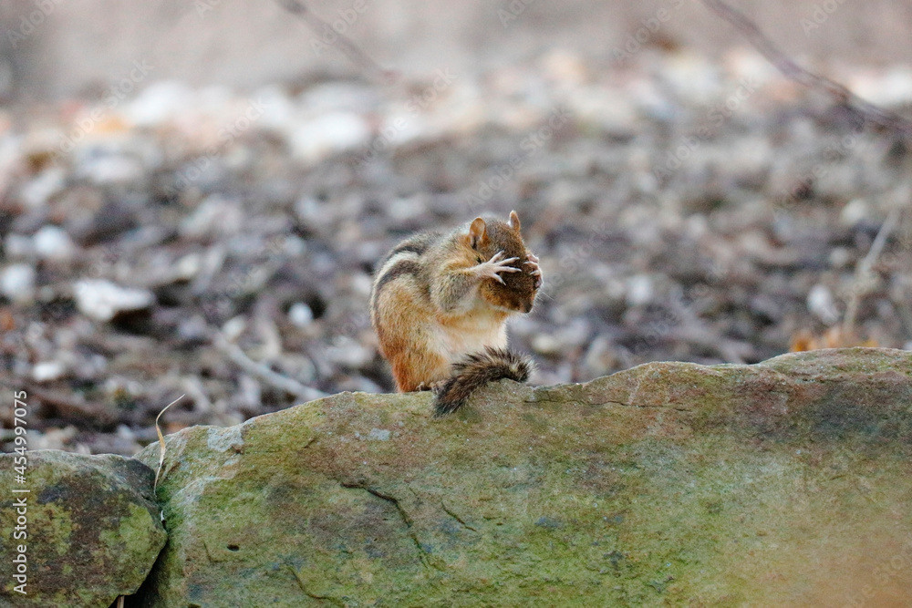 Chipmunk covering its eyes with its Chipmunk covering its eyes with its