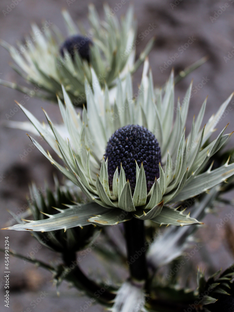 Eryngium proteiflorum, conocida comunmente como la rosa del volcán, la