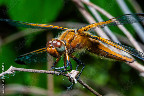 Macro photo of Libellula quadrimaculata, macro photo of quadruple dragonfly