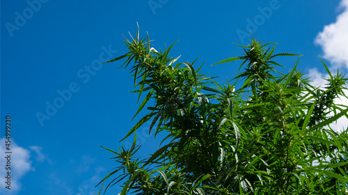 green cannabis plant branches against the sky.