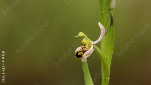 Orquídea abeja, Marismas de Alday, Camargo, Cantabria, España