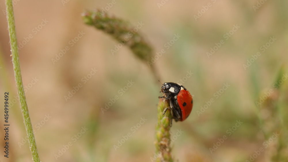 Fototapeta premium Coccinélidos, mariquita, catarina o conchuela