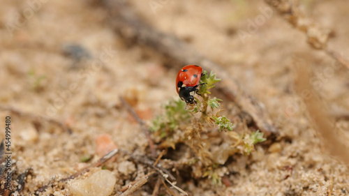 Coccinélidos, mariquita, catarina o conchuela