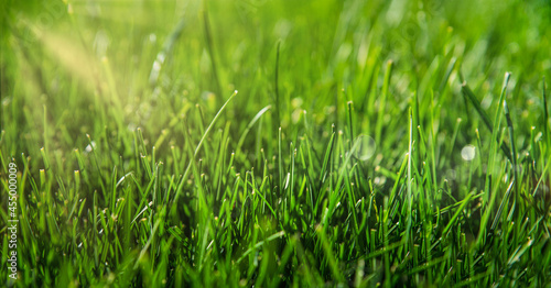 Green grass background or texture. Lawn with fresh grass.