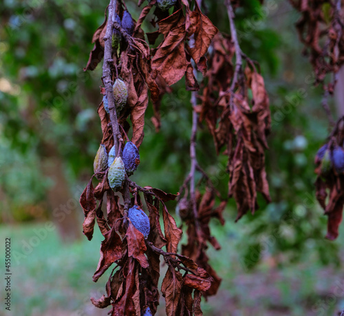 plum raisined on twigs in a tree with dry leaves photo