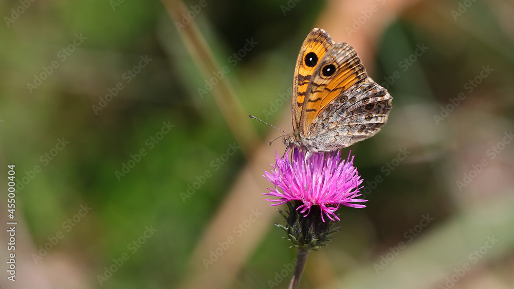 Obraz premium Mariposas saltacercas, Pozos de Valcaba, Pámanes, Cantabria, España