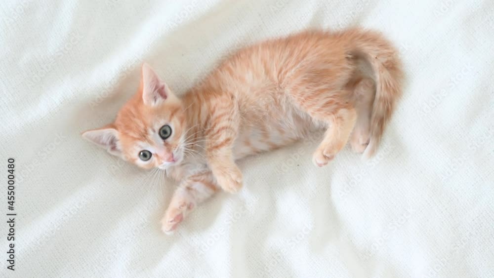 little cute ginger kitten cat funny playing close-up on a white background. High quality 4k footage little cute ginger kitten cat funny playing close-up on a white background. High quality 4k footage
