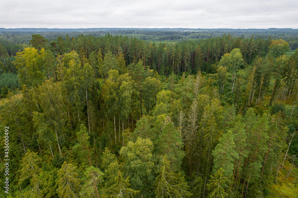 Aerial view from drone on bogs, gallant old pine and young birch forests in different colors such as light, dark green, emerald, yellow Aerial view from drone on bogs, gallant old pine and young birch forests in different colors such as light, dark green, emerald, yellow