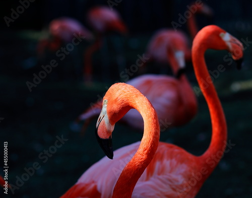 Pink Flamingo highlighted by sunlight in front of others © Andrew Truesdale