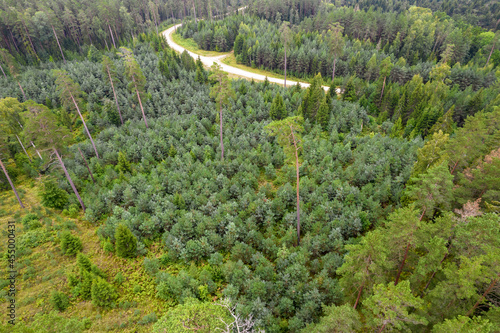Aerial view from drone of idyllic country road leading through gallant pine and birch forests in different green colors in cloudy rainy weather 