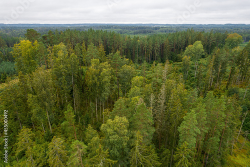 Aerial view from drone on bogs, gallant old pine and young birch forests in different colors such as light, dark green, emerald, yellow