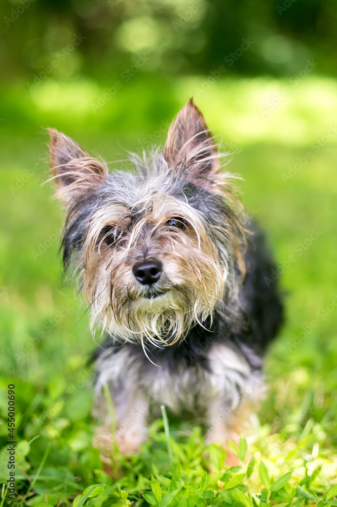 A scruffy Yorkshire Terrier mixed breed dog with wet and dirty fur A scruffy Yorkshire Terrier mixed breed dog with wet and dirty fur