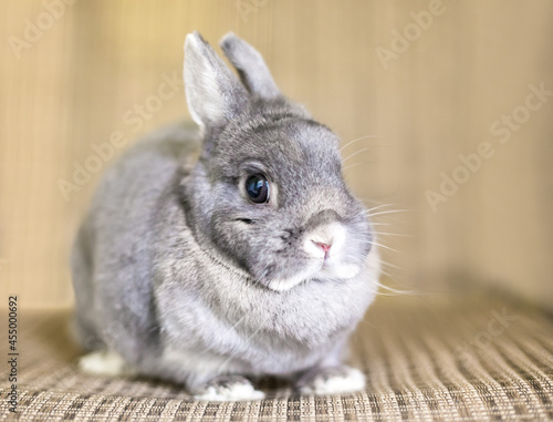 A cute gray Netherland Dwarf rabbit with short ears