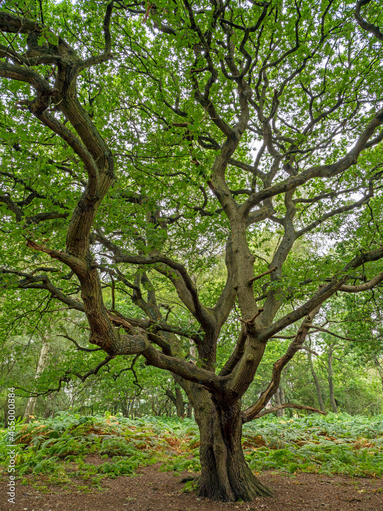 Old oak tree with twisted branches and summer foliage