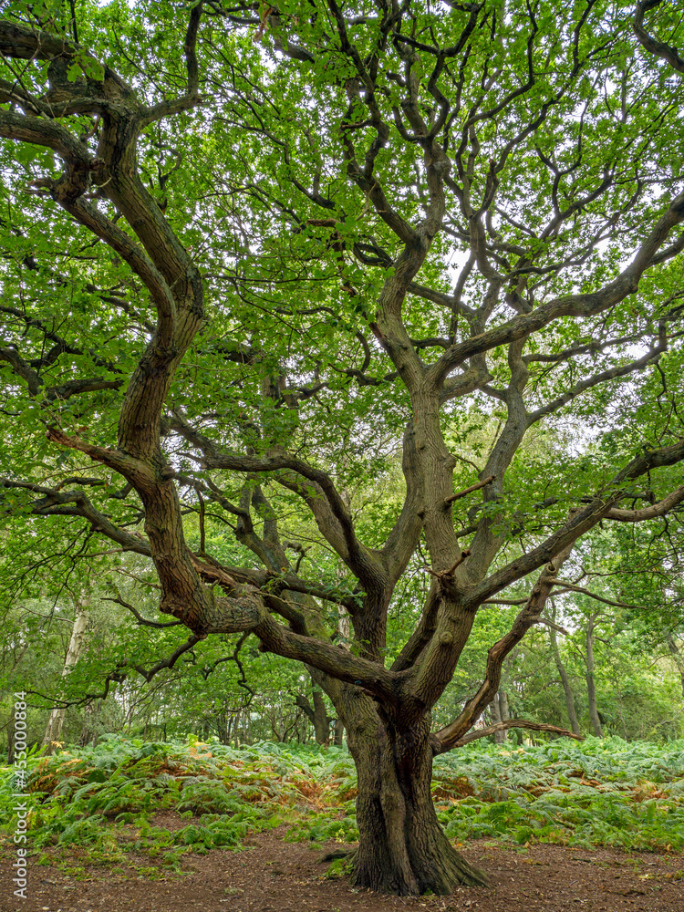 Old oak tree with twisted branches and summer foliage Old oak tree with twisted branches and summer foliage