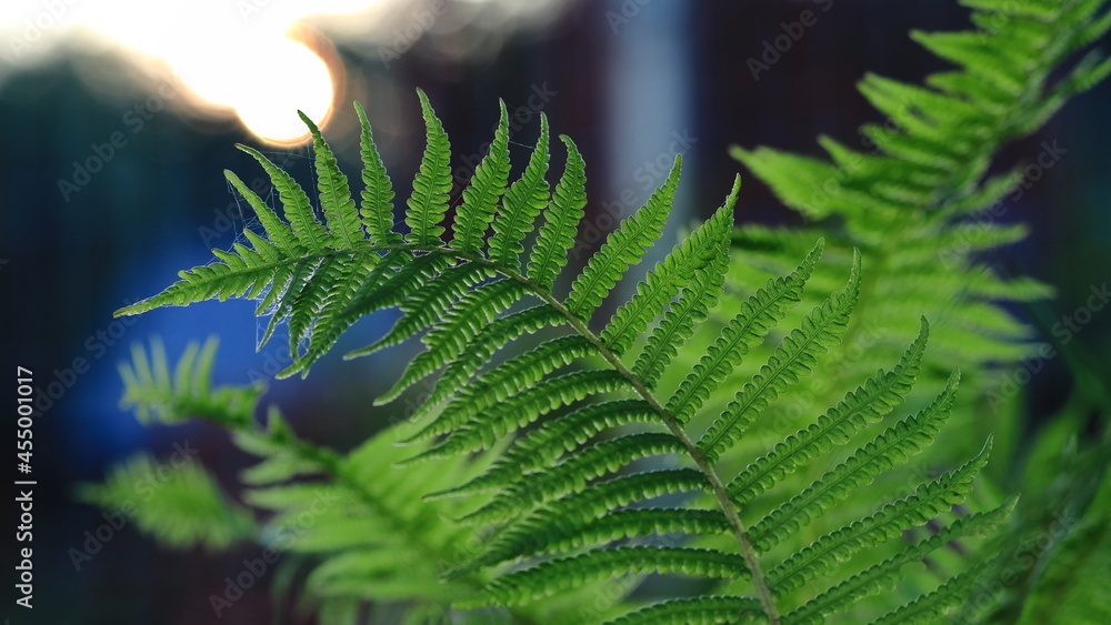 Liść paproci oświetlony słońcem. A fern leaf lit by the sun. - obrazy, fototapety, plakaty 