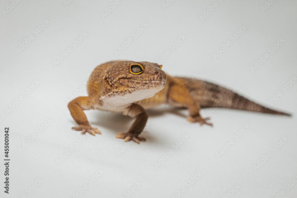 Naklejka premium exotic pet leopard gecko (Eublepharis macularius) on white background